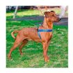 Imagen de Collar azul y animalitos 37-45cm x 25mm