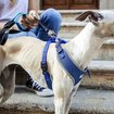 Imagen de Arnes Nikita M azul 30-43x38-55cm