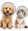 Imagen de Collar Isabelino PROCARE S