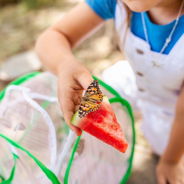 Imagen de Bungalow de mariposas