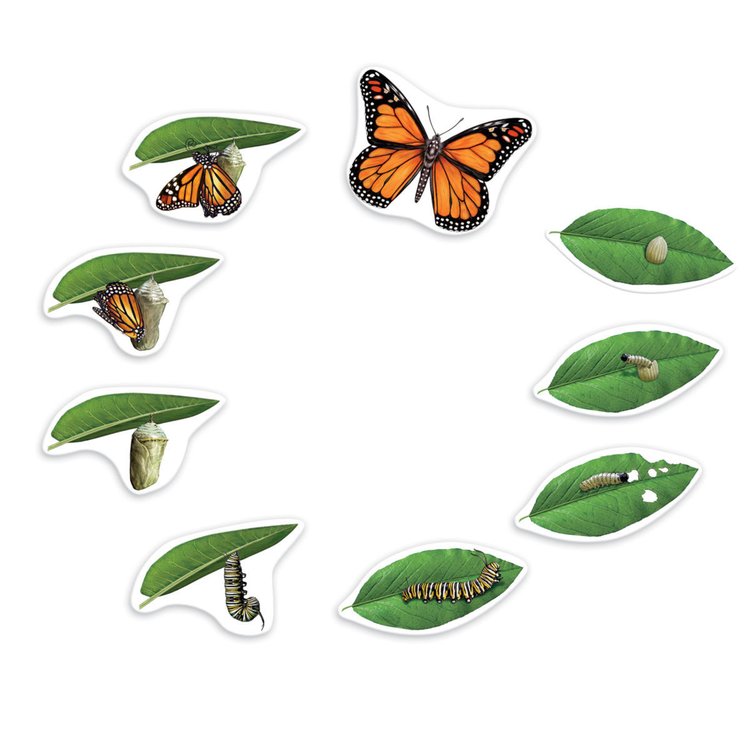 Imagen de Ciclo de vida imantado - Mariposa