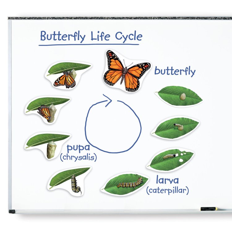 Imagen de Ciclo de vida imantado - Mariposa