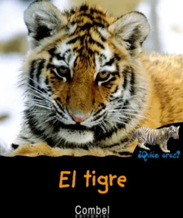 Imagen de El tigre ¿Quién eres?