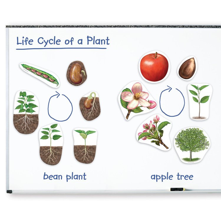 Imagen de Ciclo de vida imantado - Plantas