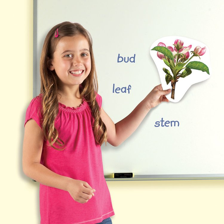 Imagen de Ciclo de vida imantado - Plantas