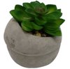 Imagen de Plantita cactus decorativa