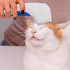 Imagen de Cepillo Eléctrico Mascotas Mata Pulgas Perros Gatos - A pila -
