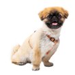 Imagen de Arnés Para Perro FERPLAST Greener P M Gris