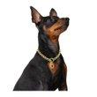 Imagen de Collar Para Perro LILI MASCOTA Ahorque Dorado 4.5 x 70 cm