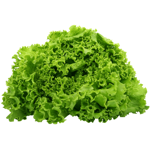 Imagen de Lechuga Crespa Envasada Un.