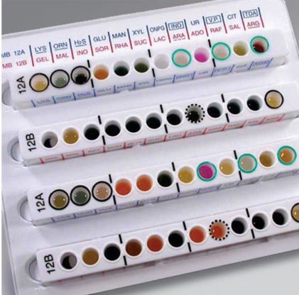 Imagen de Tiras para Oxidasa Oxoid (x100)